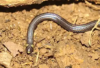 Description de l'image Habrophallos collaris.jpg.