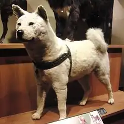 La dépouille d'Hachikō empaillé, exposée au musée national de la nature et des sciences de Tokyo.