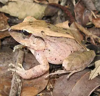 Description de l'image Haddadus binotatus01b.jpg.