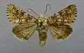 Hadena irregularis