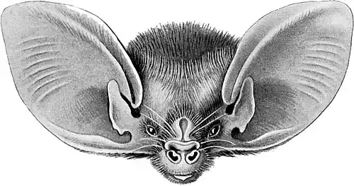Le Nyctophile de Geoffroy (en) (Nyctophilus geoffroyi), un Vespertilionidae.