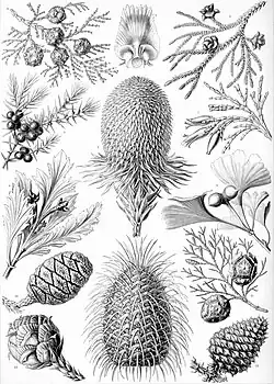 94. Coniferae ; Araucaria