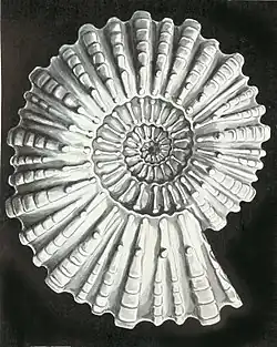 Douvilleiceras mammillatum (Douvilleiceratoidea).