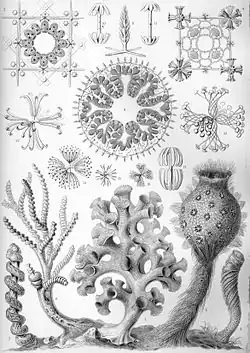 35. Hexactinellae