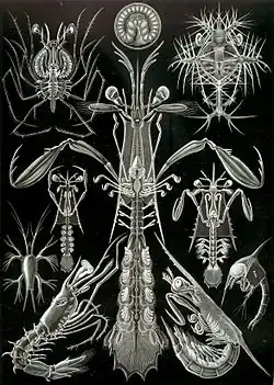 76. Thoracostraca