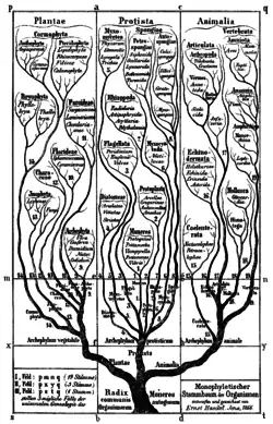 Arbre généalogique monophylétique des organismes selon Haeckel (1866).