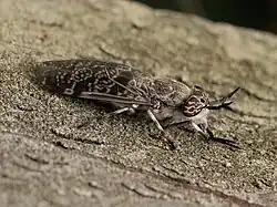 Haematopota italica