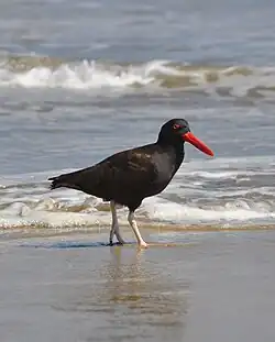 Huitrier noir (Haematopus ater).