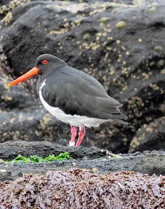 Description de l'image Haematopus chathamensis, Rangatira, Chatham Islands 1.jpg.