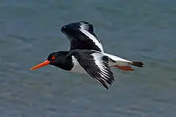 Adulte en vol: dessus des ailes noir avec bande blanche, croupion blanc, barre noire terminale sur la queue.