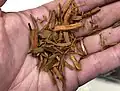 Copeaux de duramen de campêche (Haematoxylum campechianum)