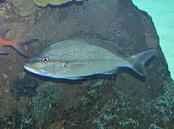 Haemulon melanurum