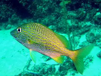 Haemulon plumierii