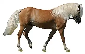 Étalon Haflinger en présentation à Höchst, en Autriche.