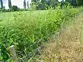 12. Haie vive d'une année après plantation(grillage de protection posé à l'avant).