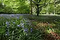 Jacinthes des bois; fin avril 2014