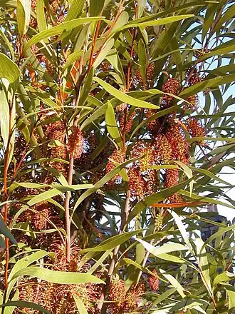 Hakea archaeoides.