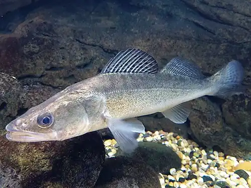 Le Sandre (Sander lucioperca) a été introduit en France à la fin du XIXe&nbsp;siècle, étant un carnassier réputé pour la pêche sportive.