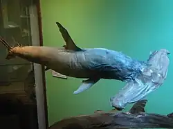 Sphyrna zygaena