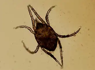 Description de l'image Halacarus (Thalassarachna) basteri basteri (YPM IZ 020184).jpeg.