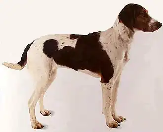 Chien courant de Halden.