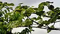 Ramure dans les collines d'Ananthagiri (district de Rangareddy, Andhra Pradesh, Inde).