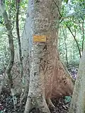 Tronc au sanctuaire d'Udawatta Kele (en) (Sri Lanka).