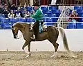Western pleasure