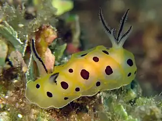 Halgerda brunneomaculata.