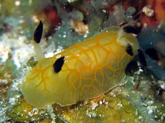 Halgerda formosa.