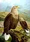 Dessin en couleurs représentant des rapaces.