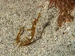 Halicampus macrorhynchus