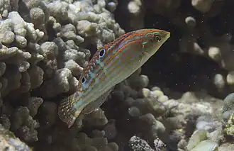 (Halichoeres cosmetus)