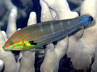 Halichoeres melanurus