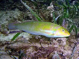 Halichoeres poeyi