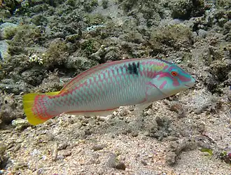 Halichoeres scapularis mâle