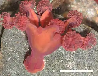 Haliclystus antarcticus, une stauroméduse de l'ordre des Stauromedusae.