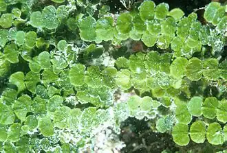 Halimeda copiosa