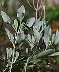 Feuillage gris argenté