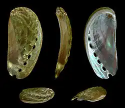 Haliotis asinina, un Vetigastropoda (gastéropode)