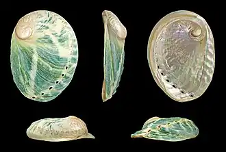 Haliotis laevigata (Australie-Méridionale).