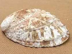 Haliotis mariae