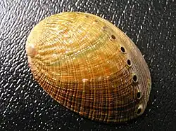 Haliotis walallensis