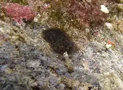 Hallaxa fuscescens