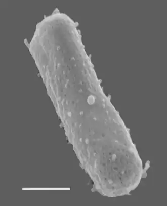 Description de l'image Halobacterium_salinarum_NRC-1.png.