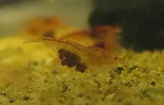 Halocaridina rubra