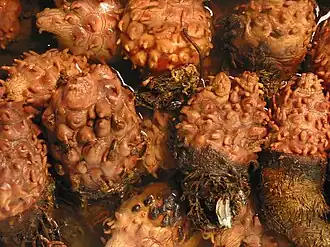 Halocynthia roretzi