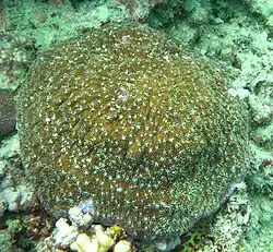 Halomitra pileus