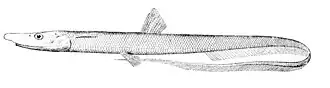 Description de l'image Halosaurus_johnsonianus.jpg.