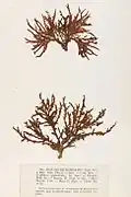 Halurus equisetifolius, planche de l’herbier des frères Pierre-Louis et Hippolyte-Marie Crouan.